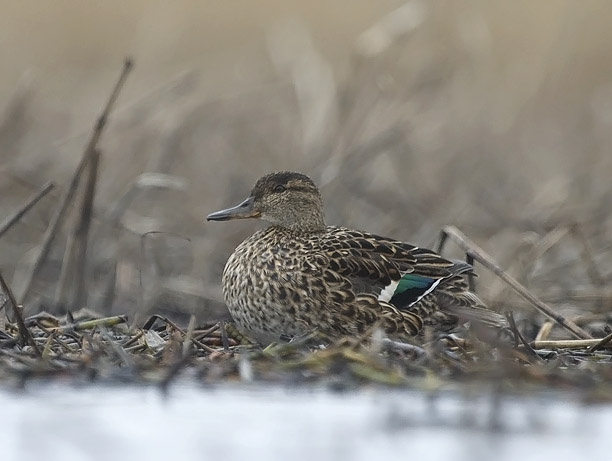 Tavi, Common Teal, Anas crecca
